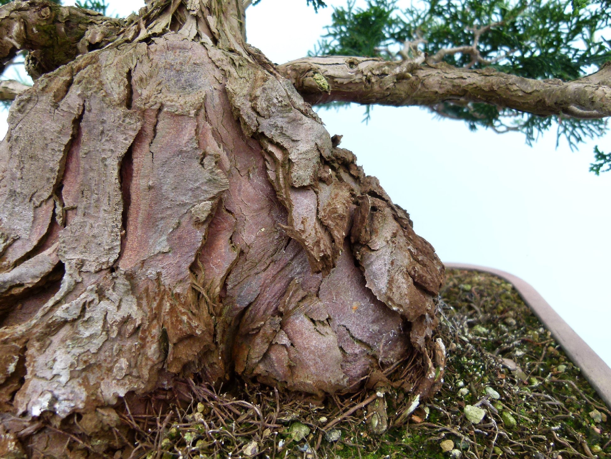 Dwarf Hinoki Cypress Bonsai Tree
