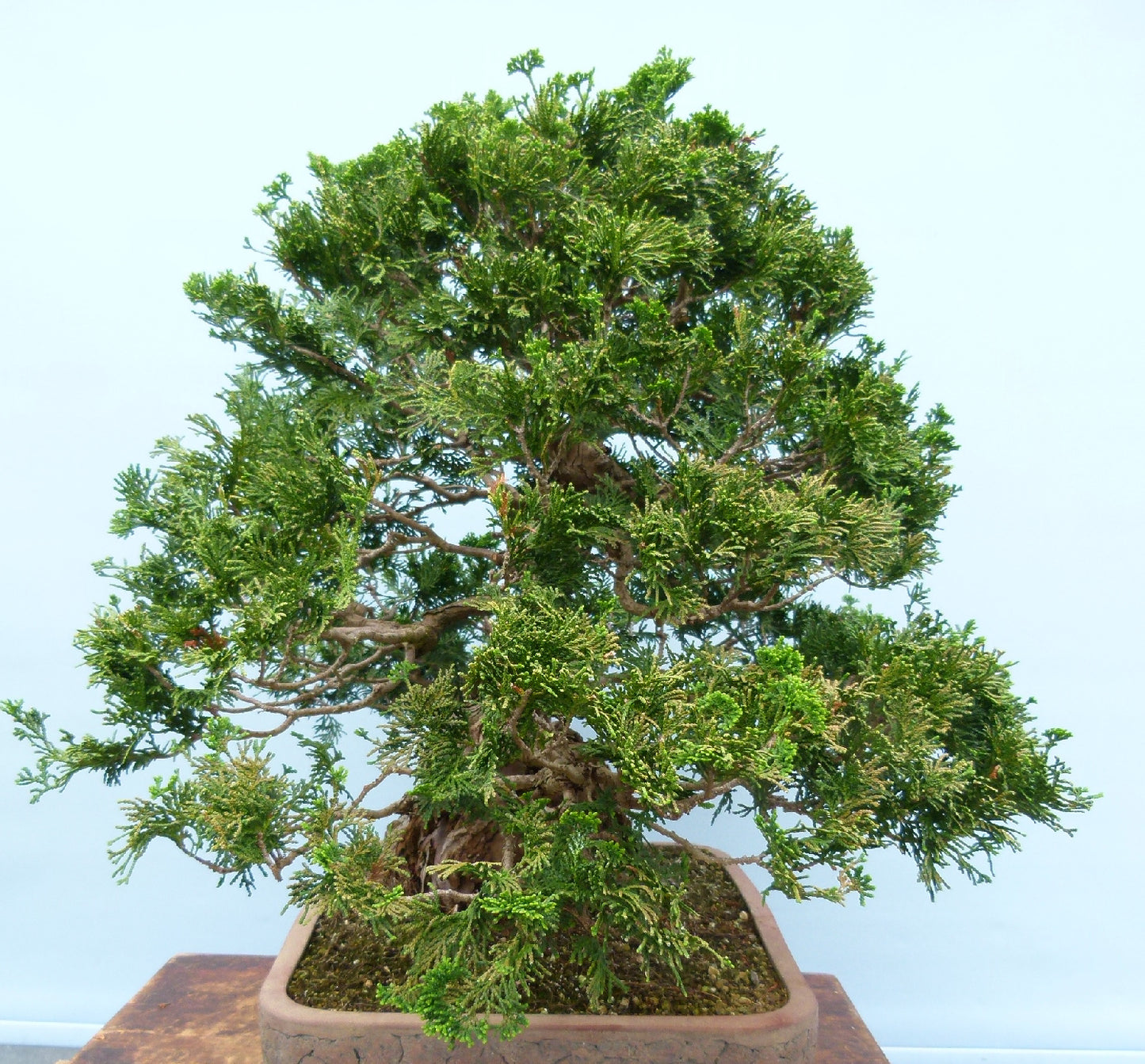 Dwarf Hinoki Cypress Bonsai Tree