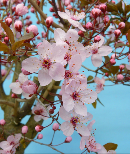 Typical spring flowers for this variety.