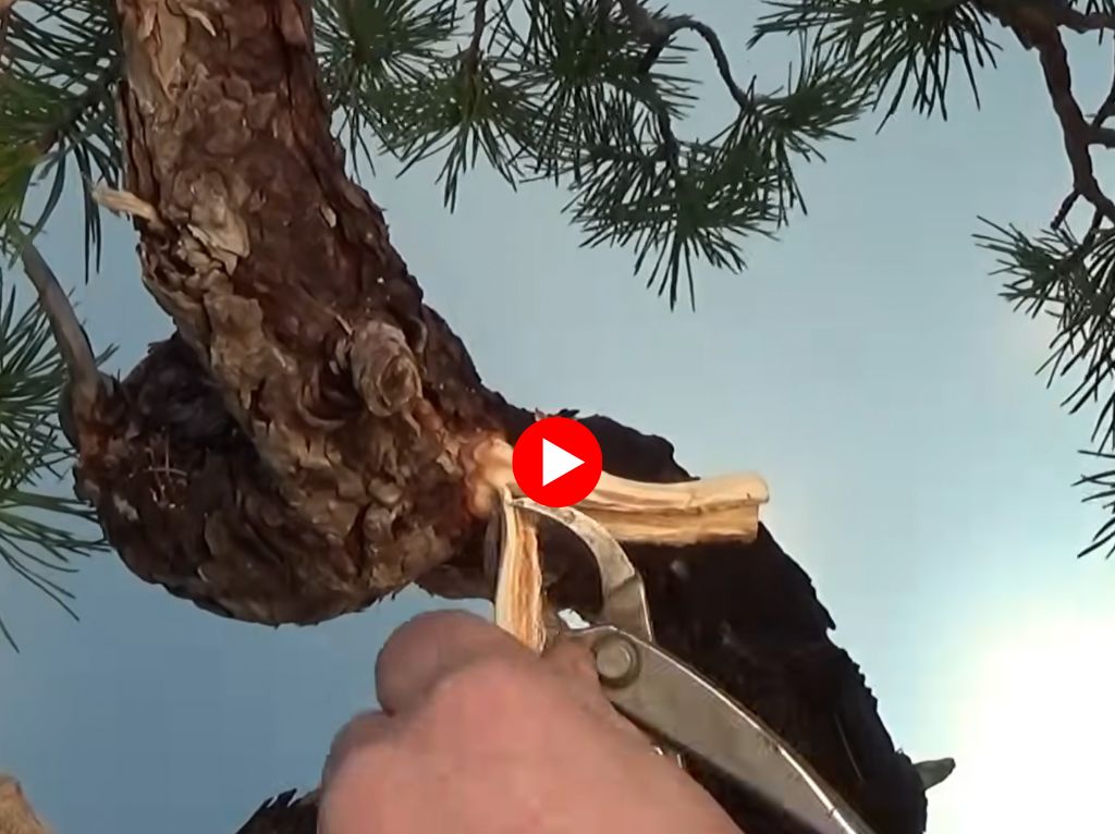 Professional Scots Pine bonsai restoration by Graham Potter, showcasing 40 years of experience in pine needle refinement and historical styling.