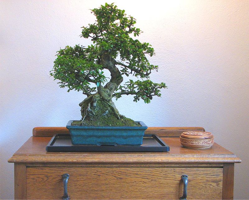 do bonsai trees need humidity tray Bonsai Humidity Tray / Bonsai Drip Tray Rectangle – Kaizen Bonsai