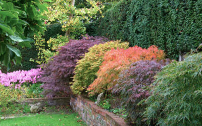 all good news at Kaizen Bonsai