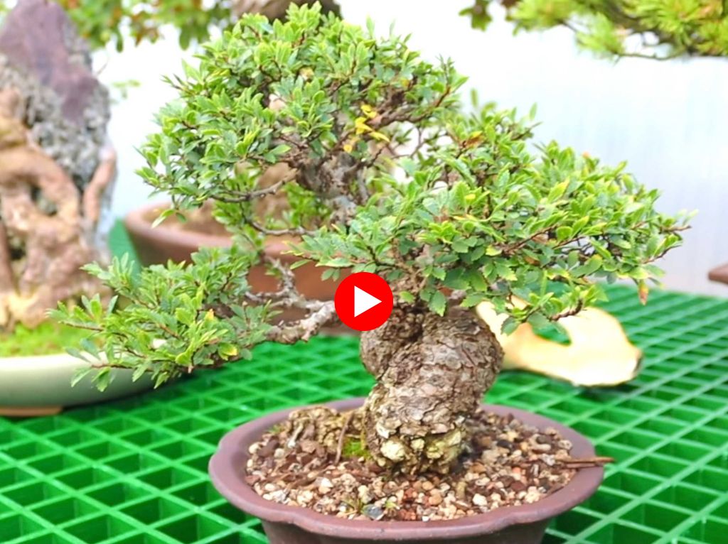 A potted bonsai tree with dense green foliage and a thick textured trunk, shown in a brown ceramic pot on a green grid surface. A red play icon is overlaid in the center, suggesting this is a video thumbnail.