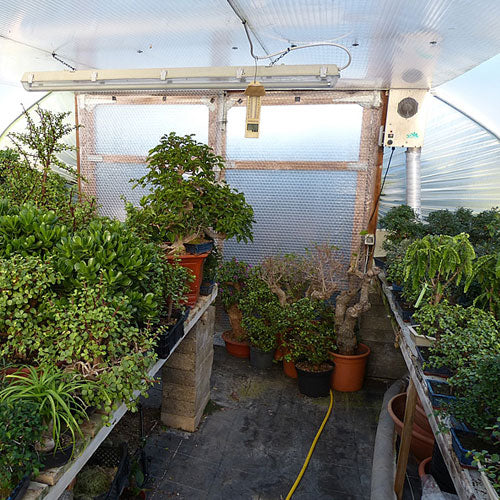 Bonsai Shop Trees, pots, soil, tools for sale Kaizen Bonsai