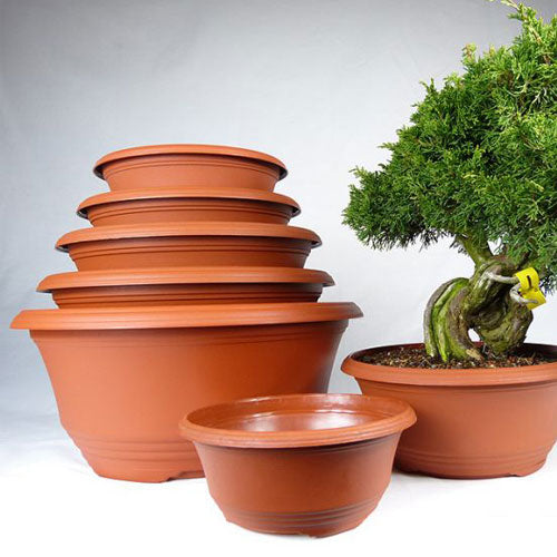 Bonsai Shop Trees, pots, soil, tools for sale Kaizen Bonsai