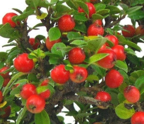 Cotoneaster Flowering Bonsai Starter Tree - Typical Autumn berries