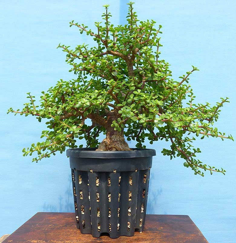 perforated plant pots Ercole Perforated Growth Pot