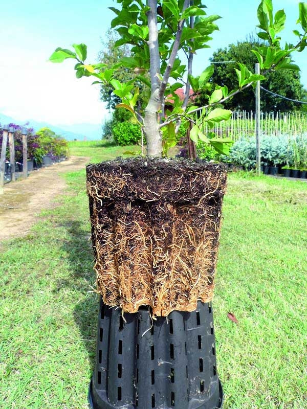 air pruning plant pots Ercole Perforated Growth Pot