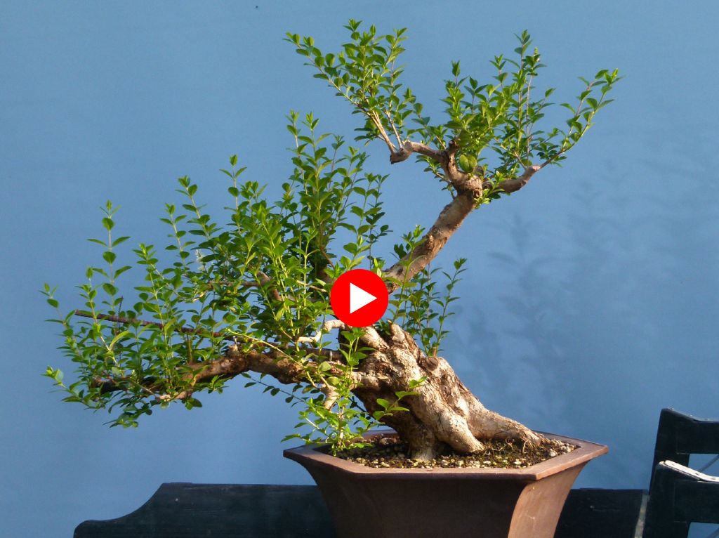 Privet bonsai in a new pot