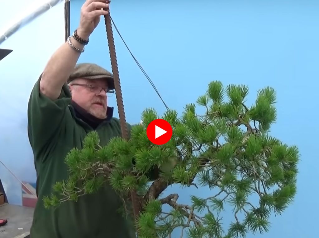 Bonsai master Graham Potter demonstrating structural engineering on a large bonsai tree using rebar for extreme trunk bending and styling