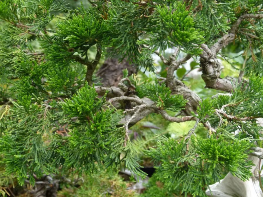 how to care for Sabina Juniper bonsai