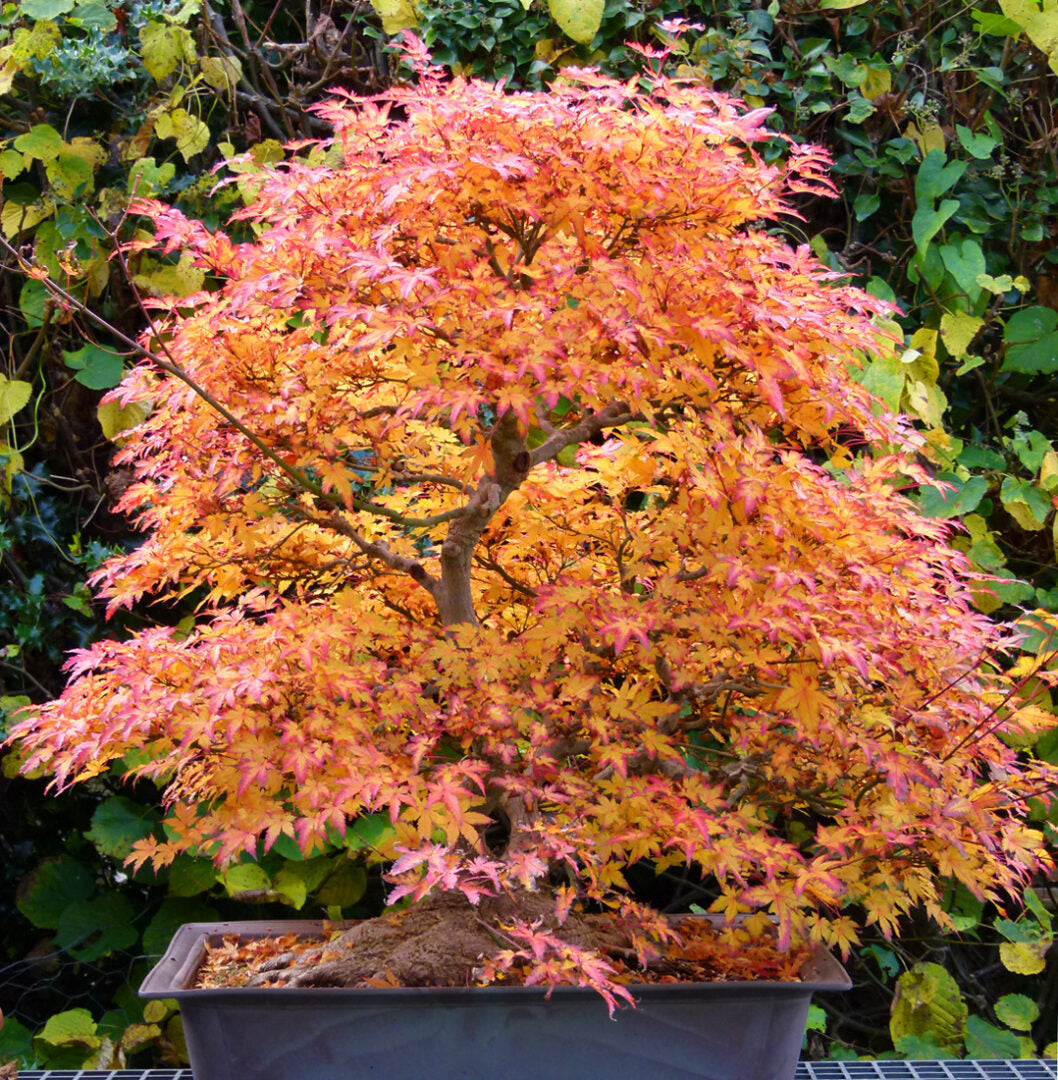 A potted Japanese maple bonsai tree with vibrant autumn foliage in shades of orange, yellow, and pink, set in a dark rectangular pot against a background of green garden foliage.