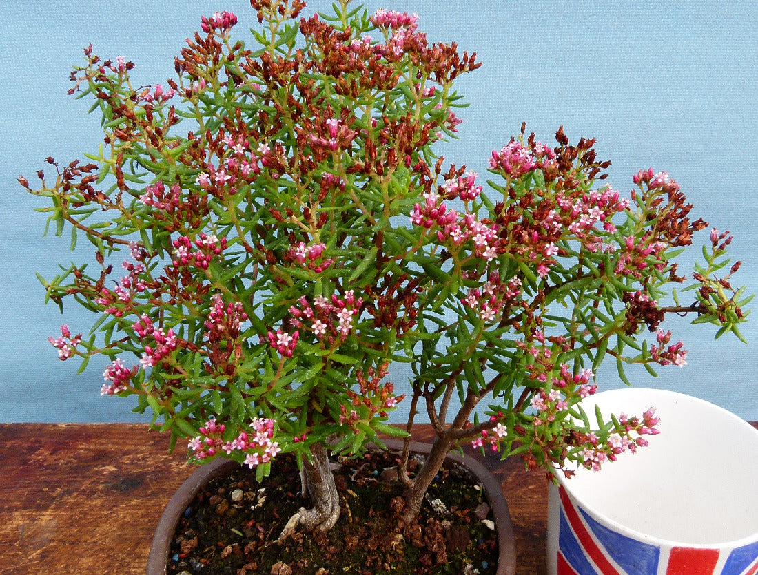 Example of summer flowering.