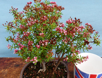 Example of summer flowering.