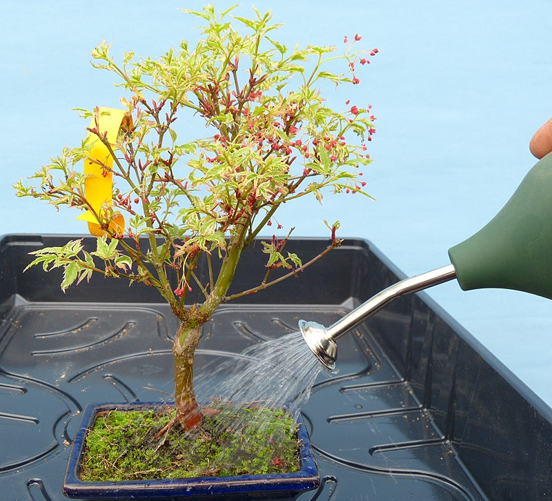 bonsai tree soil bulb Bonsai Tree Bulb Watering Sprinkler