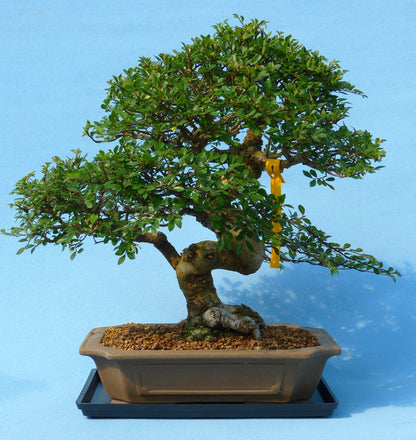 bonsai tree humidity tray Bonsai Humidity Tray - Bonsai Drip Tray