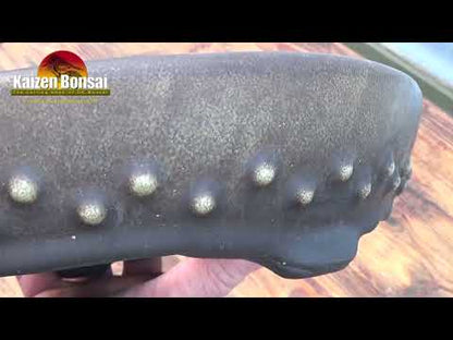 EXCEPTIONAL Oval Glazed Bonsai Pot by Master Zhu - 12"