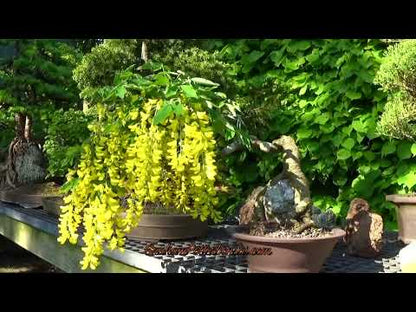 Laburnum Flowering Bonsai Tree