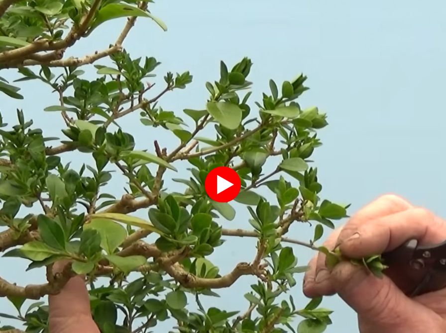 Graham trimming a privet bonsai