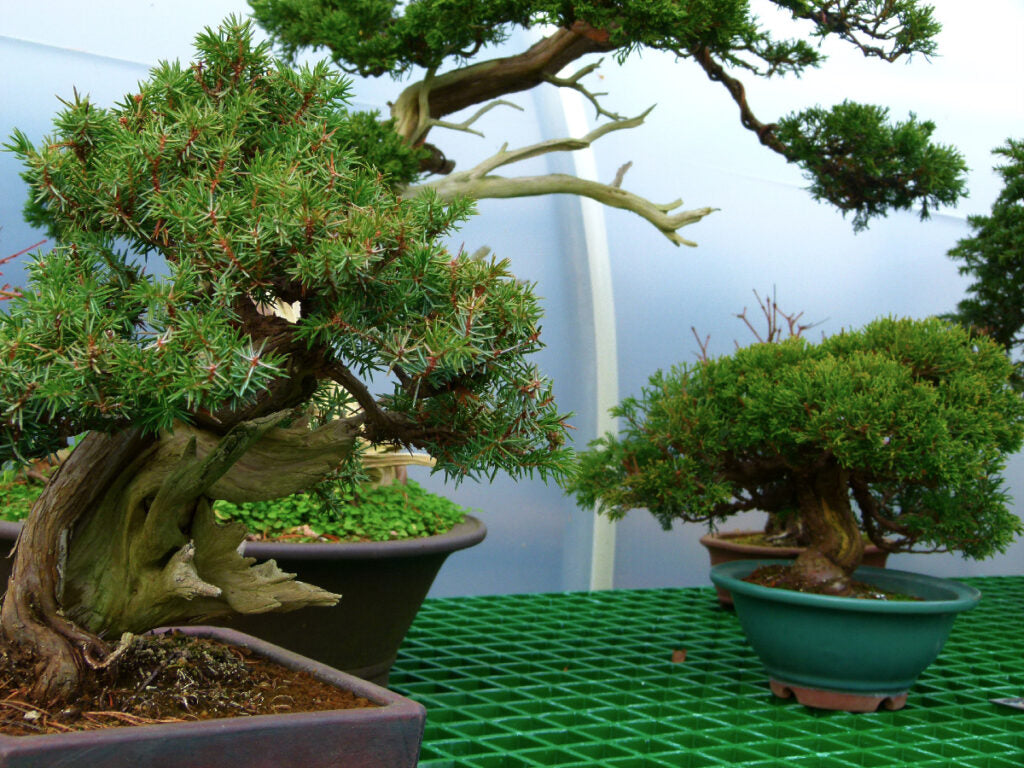 seasonal bonsai care tips