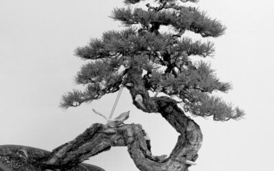 Bonsai tree with a minimalist background