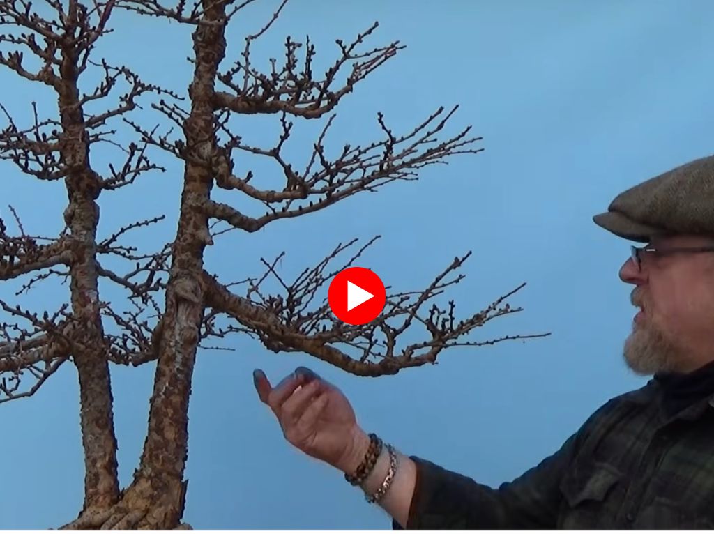 twin trunk larch, Graham Potter showing work to be done on bonsai tree