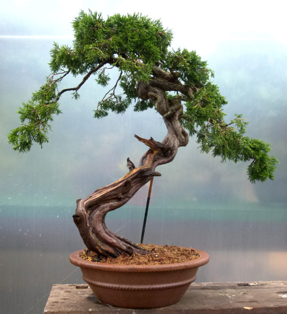 A mature Sabina juniper bonsai tree bring worked on by Graham Potter