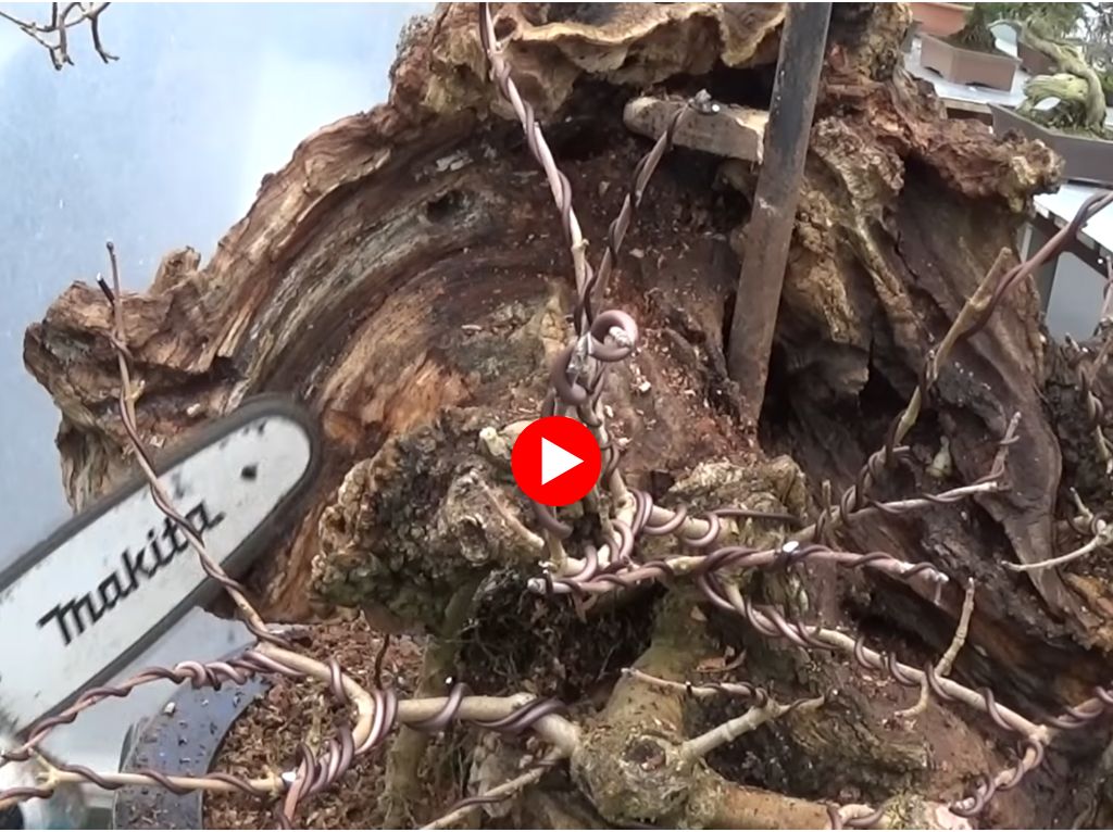 yamadori field maple