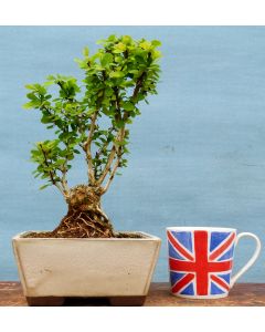 Hawthorn Bonsai Starter Tree - CLEARANCE