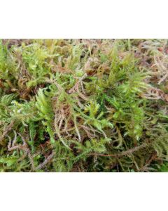 Fresh Sphagnum (Lanky) Moss