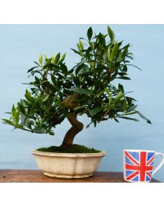 Gardenia Evergreen Flowering Bonsai Tree