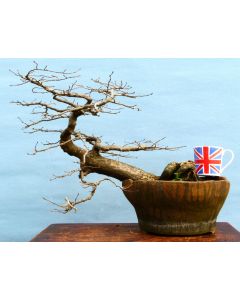British Native Hornbeam Bonsai Tree