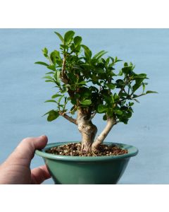 Privet Flowering Bonsai Tree