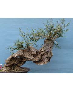 Large Yamadori Wild Olive Bonsai Tree Material 
