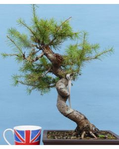 European Larch Bonsai Tree - TS4404