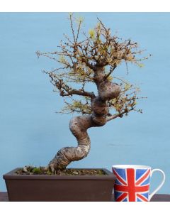 European Larch Bonsai Tree