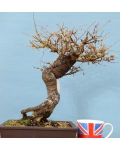European Larch Bonsai Tree