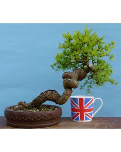 European Hybrid Larch Bonsai Tree 