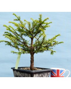 English Yew Bonsai Starter Tree