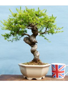 European Larch Bonsai Tree - TS4408