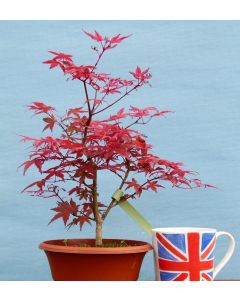 Red Maple Bonsai Starter Tree - Acer palmatum 'deshojo'