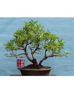 Pistacia Yamadori Evergreen Bonsai Tree