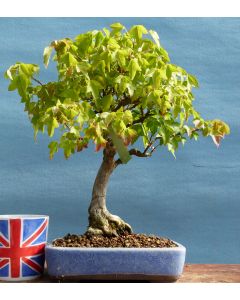 Trident Maple Shohin Bonsai Tree