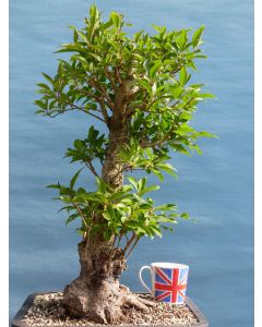 Forsythia Flowering Bonsai Tree