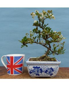 Pyracantha Flowering Bonsai Tree