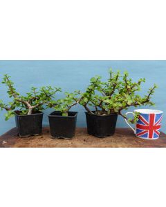 Portulacaria Indoor Bonsai Starter Trees 3 x Clearance