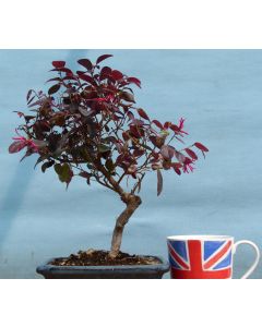 Willow Leaf Ficus Nerifolia - CLEARANCE