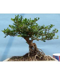 Box Leaved Honeysuckle Flowering Bonsai Tree (03) (TS2167)