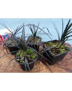 Ophiopogon 'Nigrescens' Accent Plant Black Grass