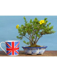 Potentilla Flowering Bonsai Material - CLEARANCE